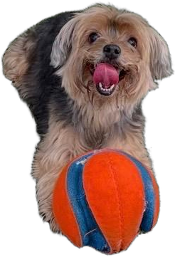 Yorkshire terrier echado, sonriente