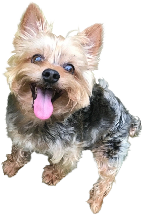 Yorkshire terrier sentado con la lengua afuera